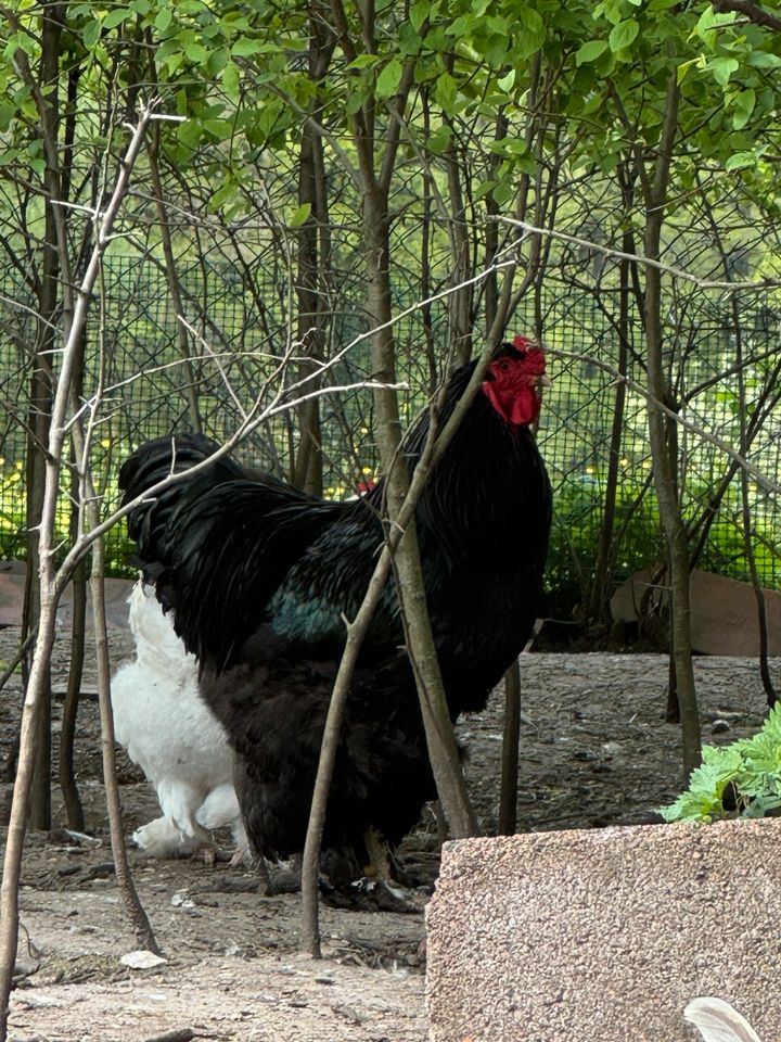 Bruteier von meinen  Brahme Hühner in Pommelsbrunn