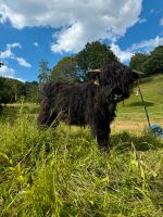 Schottisches Hochlandrind Stier Bulle Jungstier Baden-Württemberg - Gernsbach Vorschau