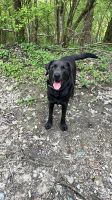 Suche neues Zuhause für Labrador Paul Hund Baden-Württemberg - Leutkirch im Allgäu Vorschau