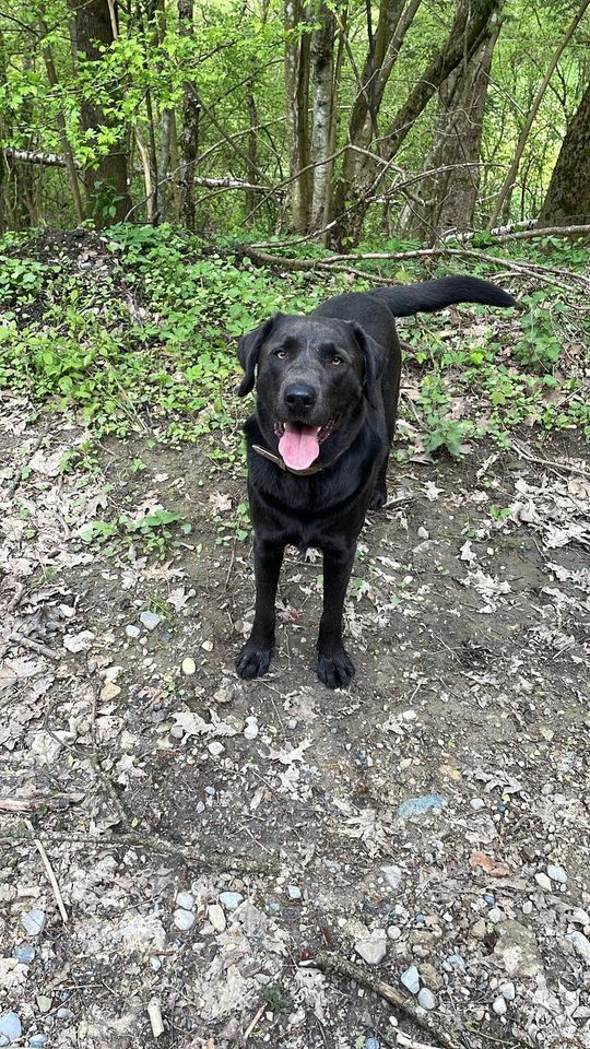 Suche neues Zuhause für Labrador Paul Hund in Leutkirch im Allgäu