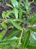 Kirschlorbeer (Prunus laurocerasus 'Caucasica') Nordrhein-Westfalen - Wadersloh Vorschau