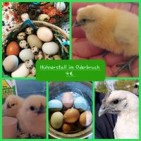 Täglich bunte Eier aus Gartenhaltung Brandenburg - Alt Tucheband Vorschau