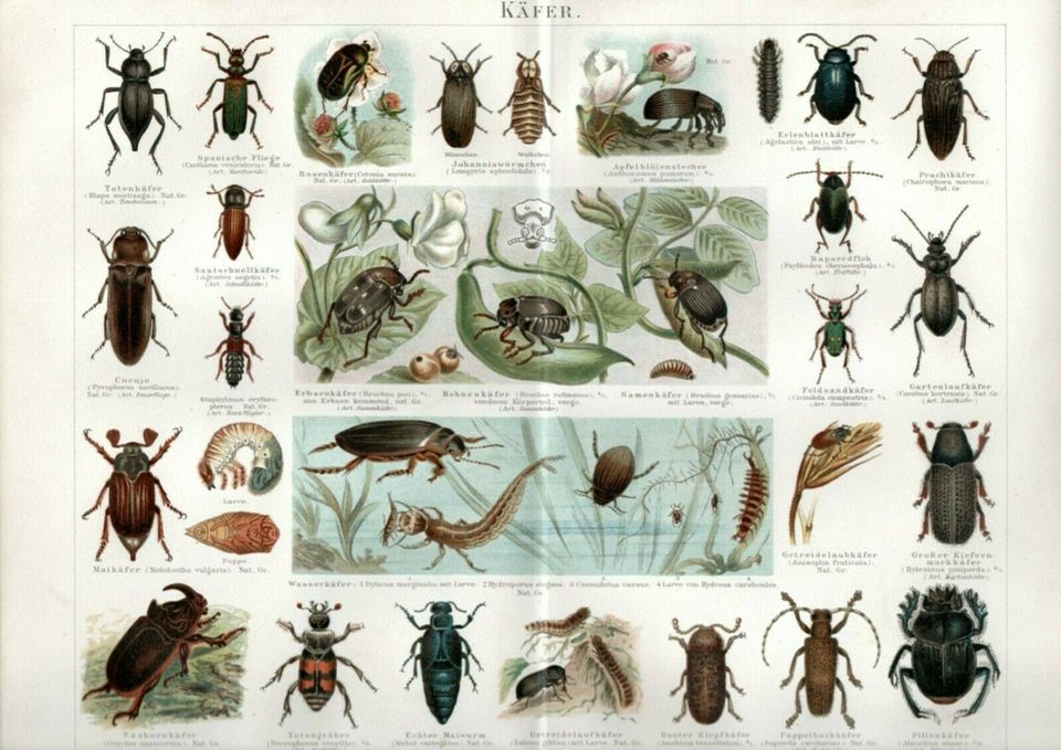 ANTIKE CHROMOLITHOGRAPHIE- BILDTAFEL- 1895- INSEKTEN- KÄFER in Berlin