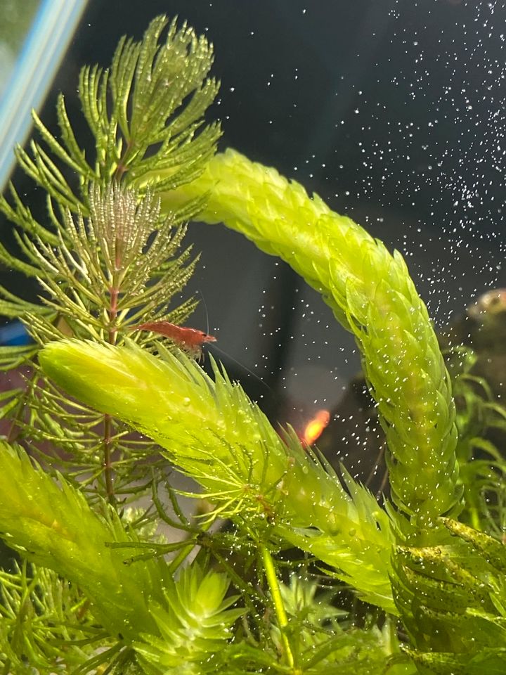 Neocaridina Zwerggarnelen „Red Fire“ in Longkamp