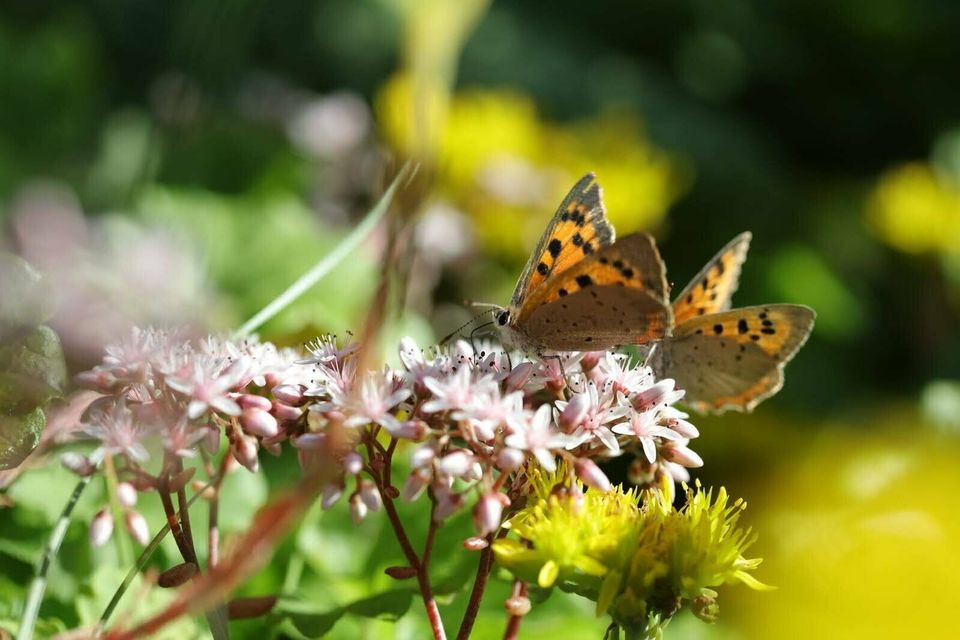 20 Sorten heimische Samen Wild-Bienenwiese/Schmetterlingsgarten in Großrosseln