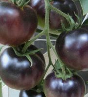 Schwarze Kirsche Tomate  dunkle kirschgroße Tomate unpikiert Sachsen-Anhalt - Wenze Vorschau