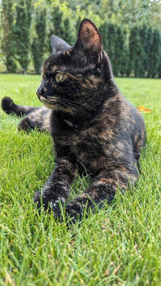 Katze Roxy vermisst (Schildpatt, Glückskatze) in Kumhausen