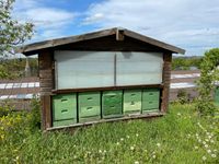 Starke Bienenvölker Bienenvolk Bienen zu verkaufen Nordrhein-Westfalen - Arnsberg Vorschau