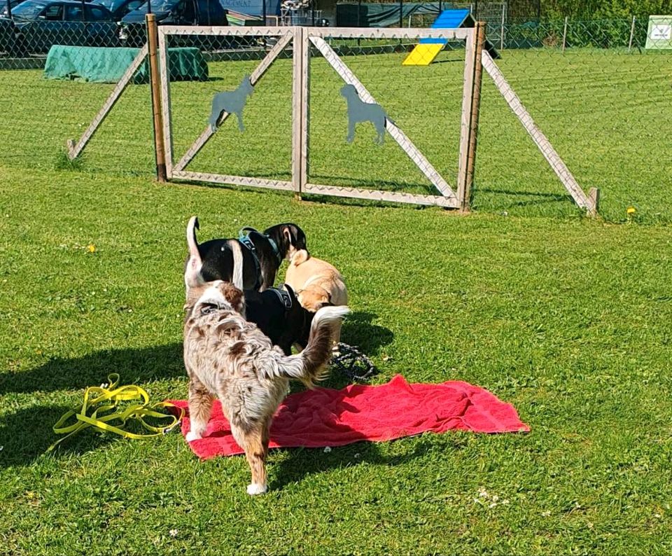 Hundeschule Einzel-/Intensivtraining ab Mitte Mai freie Plätze in Hessisch Oldendorf