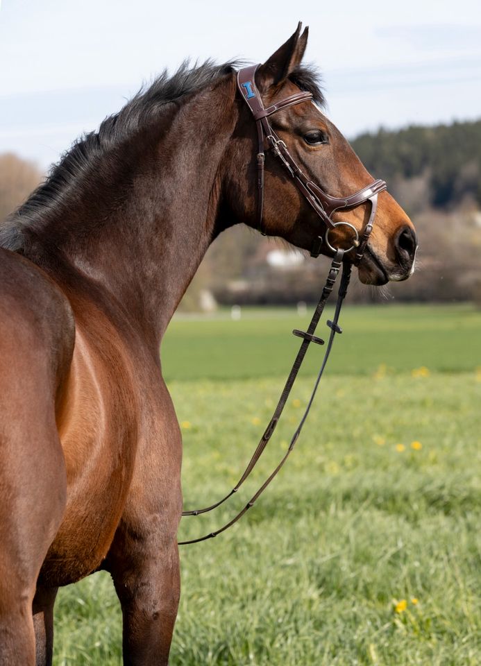 7 jähriges Springpferd von Barcley (Baloubet) x Centesimo in Riedlingen