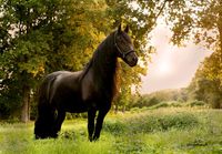 Boxengasse auf Reitanlage frei Niedersachsen - Saterland Vorschau