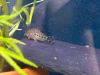 Corydoras Knaacki CW32 Bayern - Diespeck Vorschau