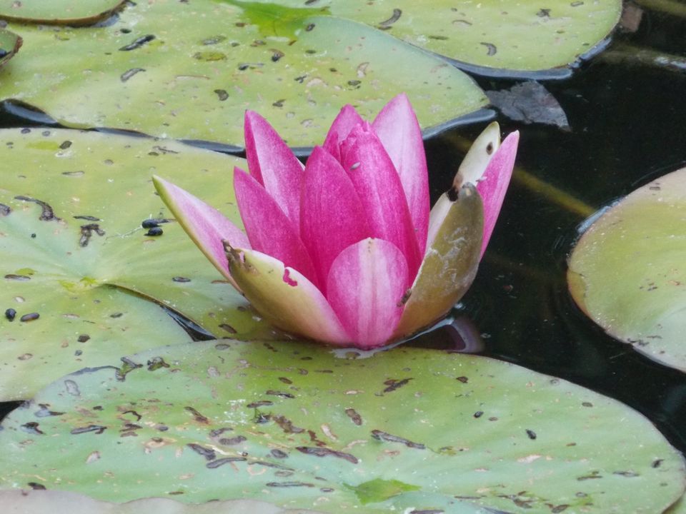 Seerosen, Teich, Pflanzen in SachsenAnhalt Halberstadt