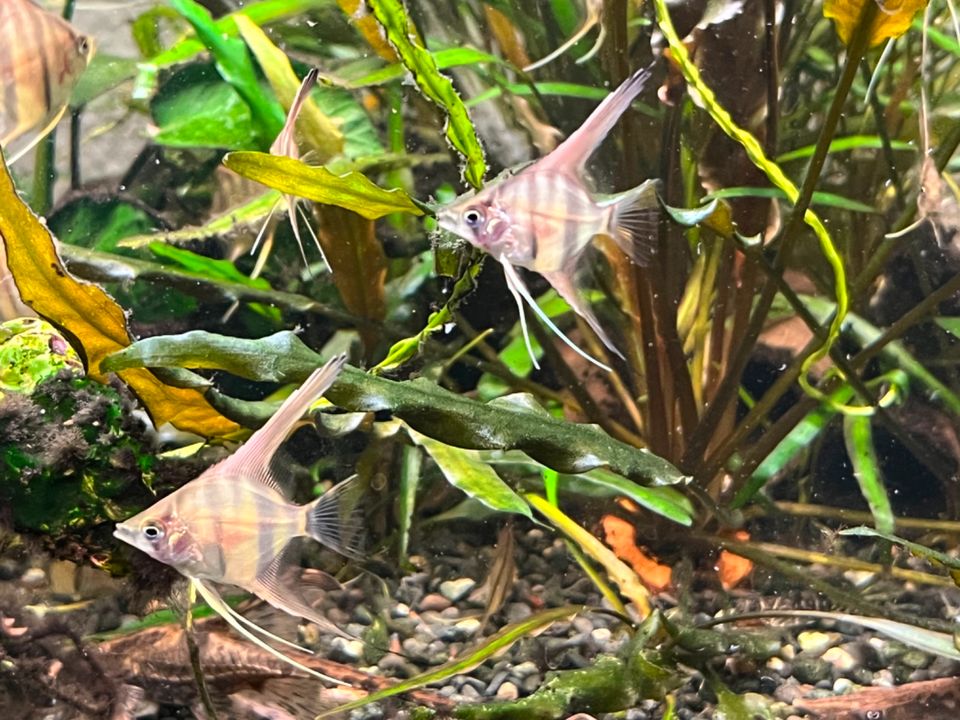 Rio Manacapuru Super Red Rotrückenskalar Skalar Barsch Raubfisch in Kloster Lehnin