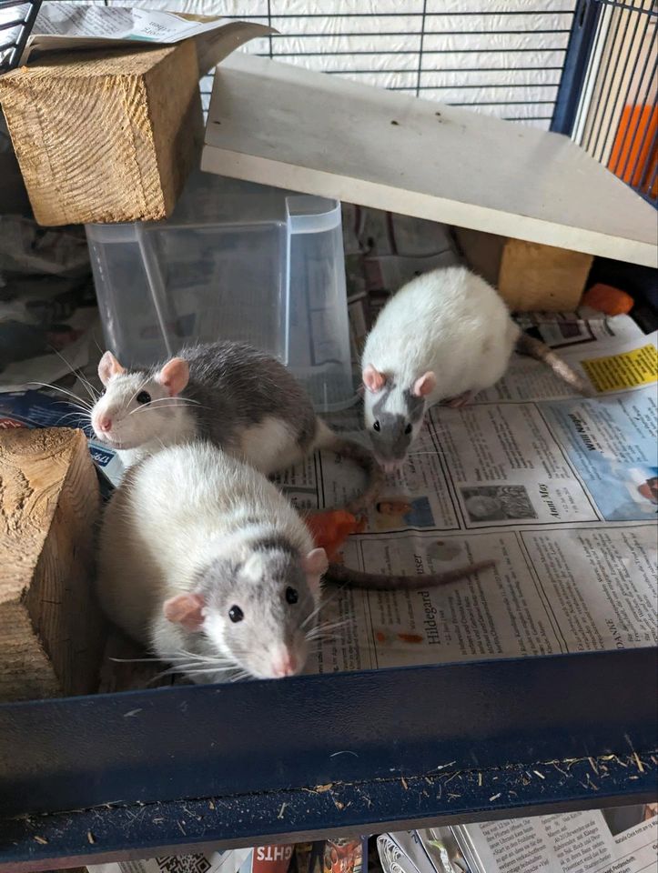 3 männliche Ratten und bei Interesse mit Stall in Oberfell