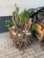 Haselnuss Strauch/Baum zu verschenken Hessen - Rüsselsheim Vorschau
