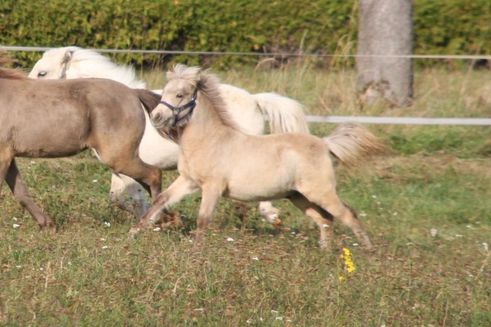 Original American Miniature Horse Hengstjährling, Buckskin Silver in Balingen