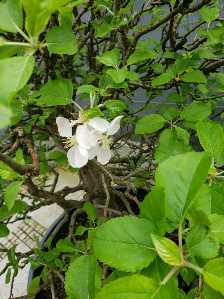 Bonsais aus Sammlungsauflösung in Weilheim an der Teck