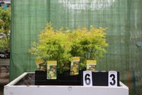 Acer palmatum `Orange Dream` Supergünstig Sonderangebot no. 63 Hessen - Dietzhölztal Vorschau