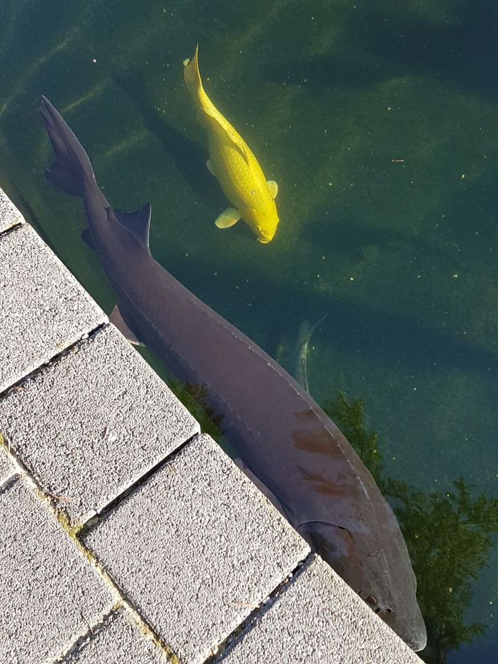 Stör ,Sternhausen,albino Sterlet ,Beluga,Guldenstädtii in Sandersdorf