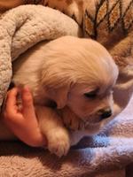 Golden Retriever Welpen Mecklenburg-Vorpommern - Warin Vorschau