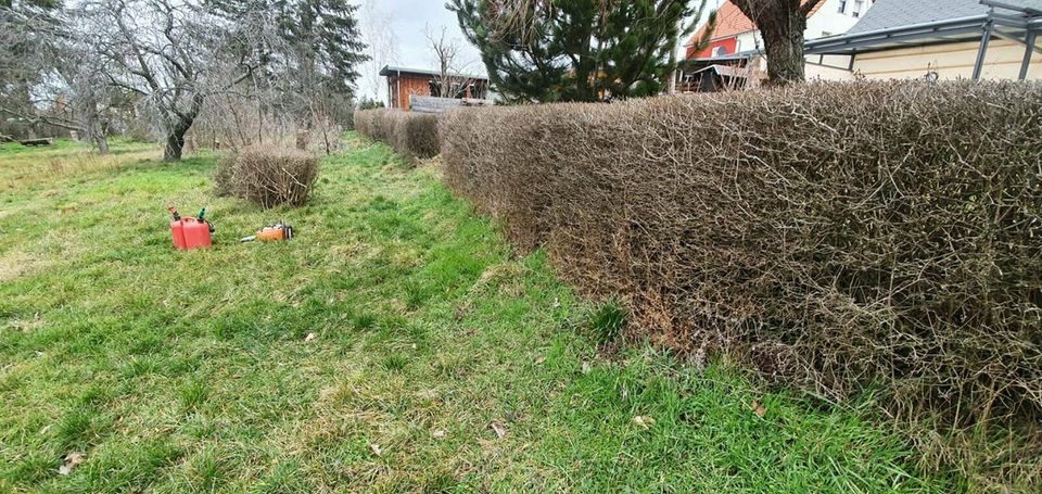 Vom Profi : Hecken , Gestrüpp, Gebüsche, entfernen, roden, fräsen in Oschatz