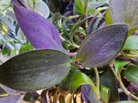 Tradescantia Pallida Stecklinge Bayern - Himmelstadt Vorschau