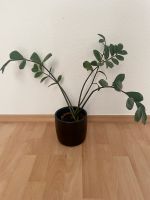 Zamioculcas Zamiifolia 'Raven' Schwarze Glücksfeder mit Übertopf Frankfurt am Main - Gallusviertel Vorschau