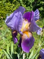 Iris/Schwertlilie Ableger Rheinland-Pfalz - Eich Vorschau