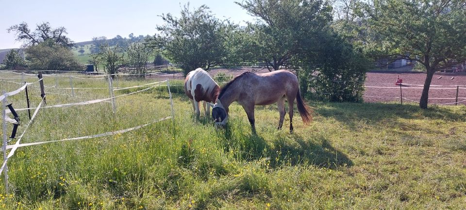 Pflege-/Reitbeteiligung in Bad Wimpfen