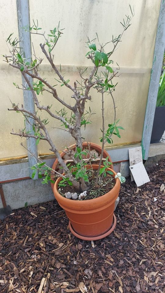 Schöne Palmen Kakteen Olivenbaum usw. Weitere Fotos folgen in Nandlstadt