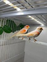Kanarienvogel in Mosaik zu verkaufen Bayern - Aschaffenburg Vorschau
