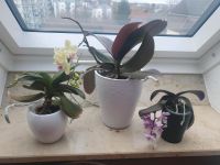 Orchideen groß und klein Baden-Württemberg - Laupheim Vorschau