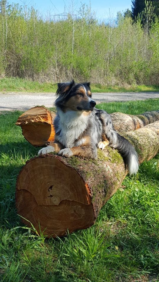 Hundebetreuung in Weismain