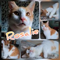 Katze, kastriert, EKH ❤️ Rosalie ❤️ Brandenburg - Luckenwalde Vorschau