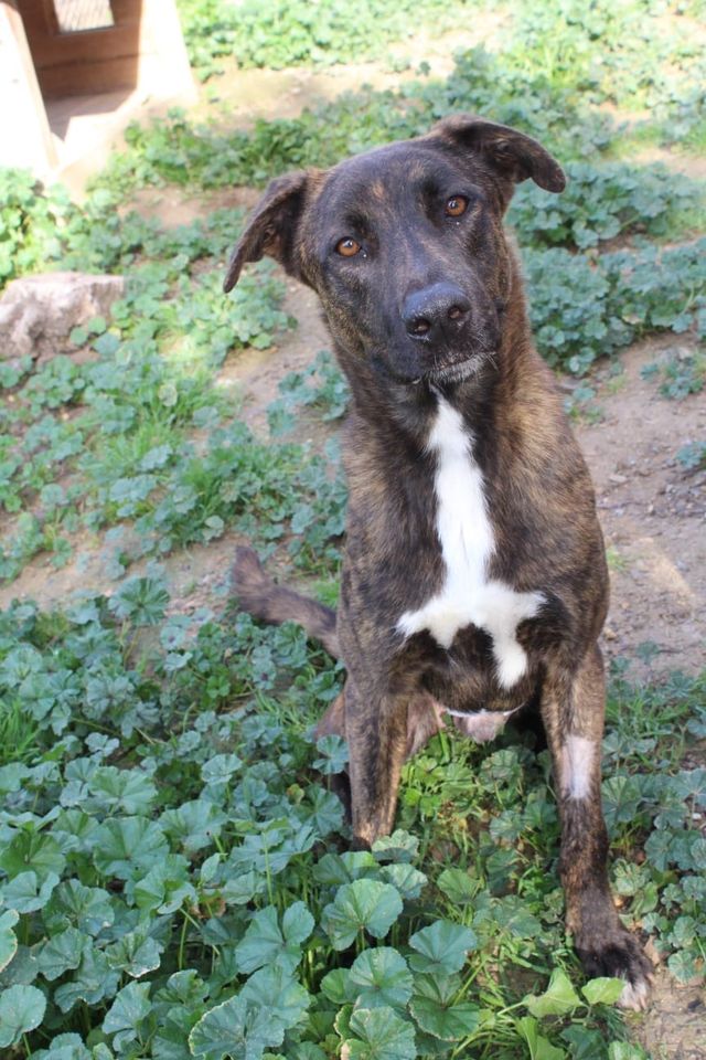 Zeus Mix Rüde in Neunkirchen