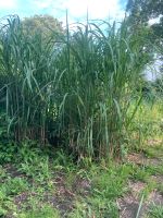 Bambus ohne Rhizombildung zu verschenken Nordrhein-Westfalen - Siegburg Vorschau
