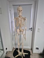Skelett Anatomie Nordrhein-Westfalen - Hagen Vorschau