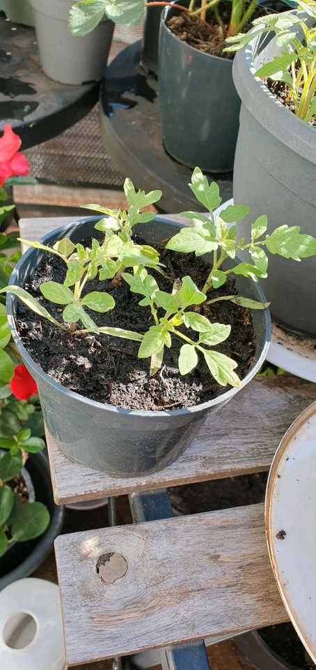 4 Tomatenpflanzen mit bulumentopf und  Blumenerde zu einem Preis in Hamburg