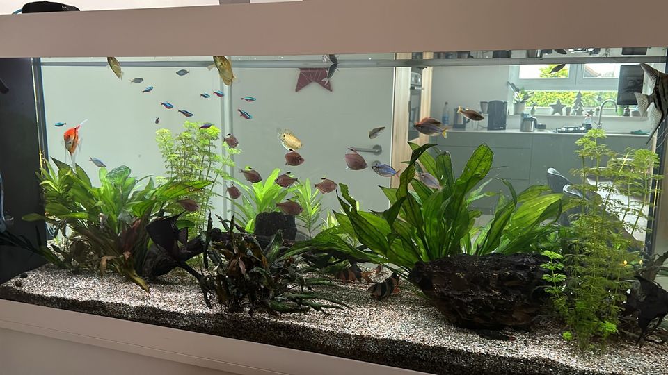 Aquarium JUWEL komplett in Hettstadt