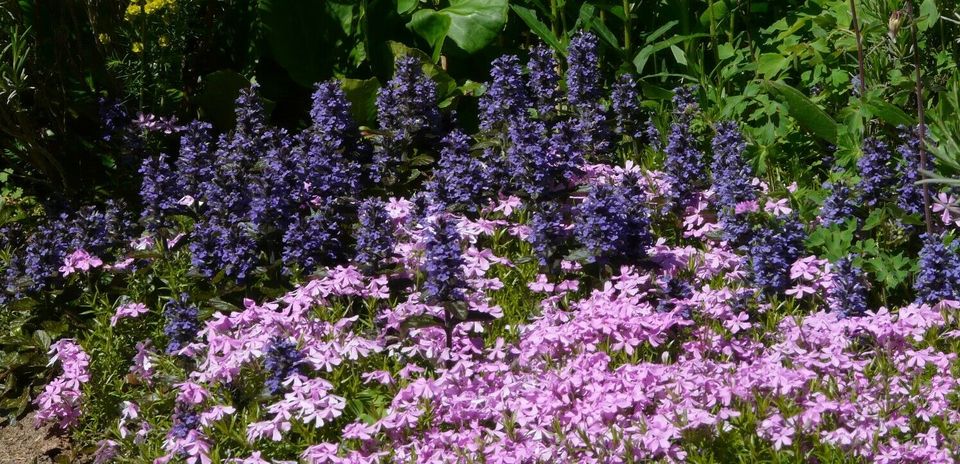 Blumenstauden, Stauden, Büsche, Kräuter, Bodendecker in Eggebek