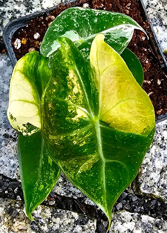 Alocasia Nairobi Nights Variegata - M40 in Obertshausen