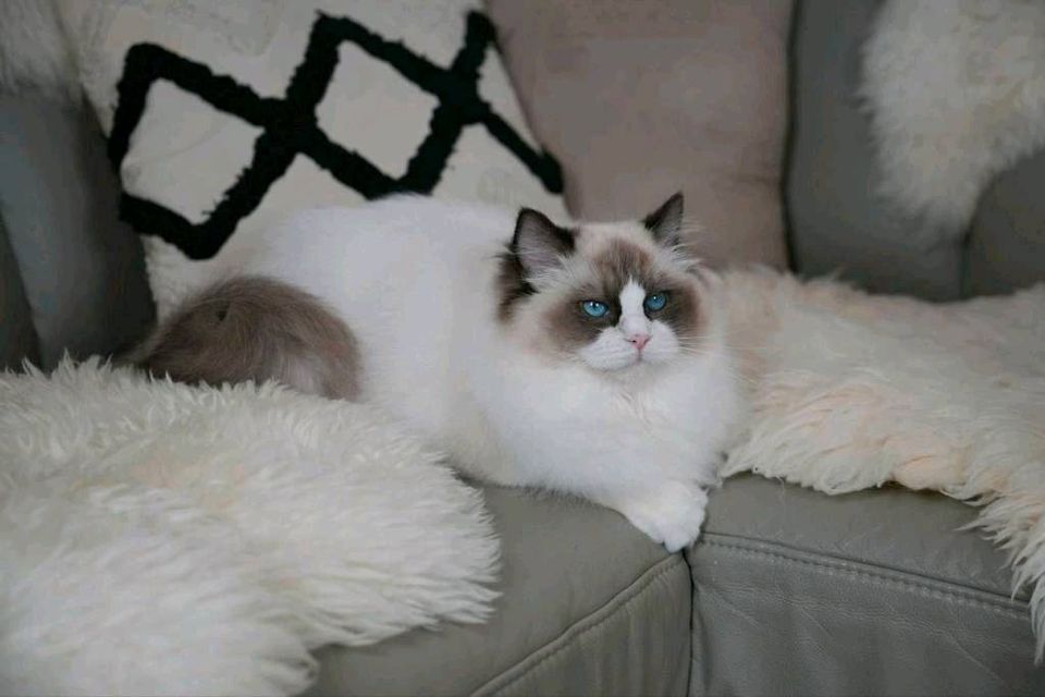 Ragdoll Katze/Kater mit Stammbaum in Bielefeld