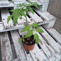 Tomatenpflanzen, Paprikapflanzen, Physalis, Jungpflanzen, Gemüse Rheinland-Pfalz - Eisenberg  Vorschau