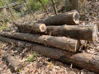 Kiefer Stamm Holz super Brennholz Niedersachsen - Barwedel Vorschau
