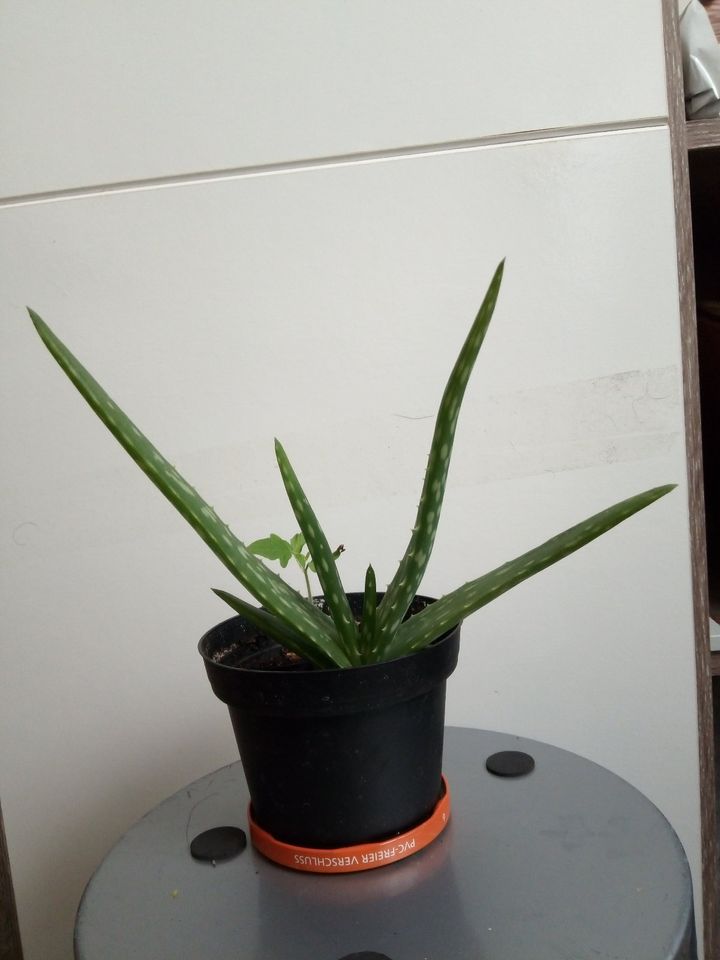 Aloe Vera pflanze Ableger in Pfinztal