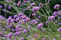 Verbena Eisenkraut Jungpflanzen lila Pflanzen Niedersachsen - Salzhausen Vorschau