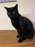 Kater (Katze) Merlin vermisst! Baden-Württemberg - Meckesheim Vorschau