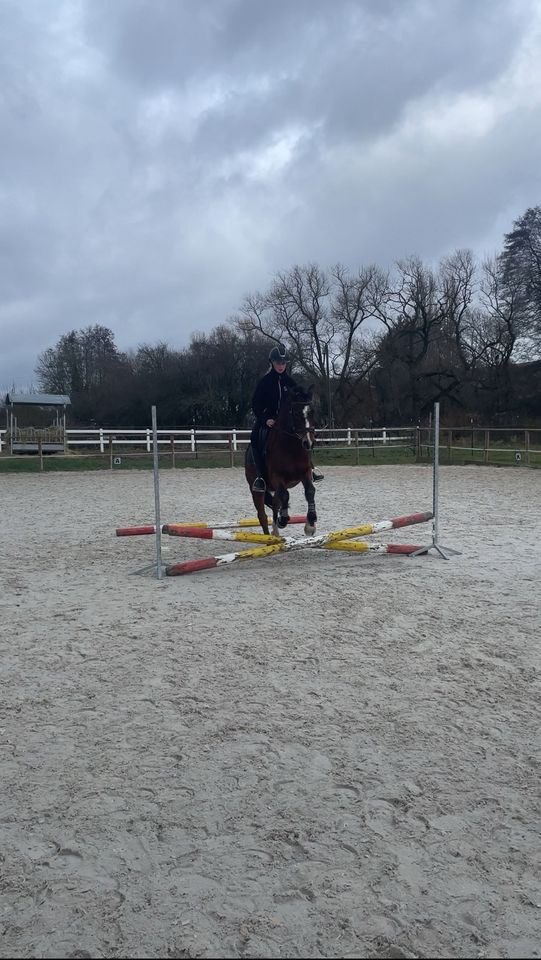 Reiterin sucht tolle Reitbeteiligung in Frankfurt am Main