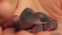 4 kleine Baby Mäuse Brandenburg - Neu-Zittau Vorschau